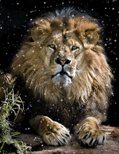 Gif animé lion étoiles